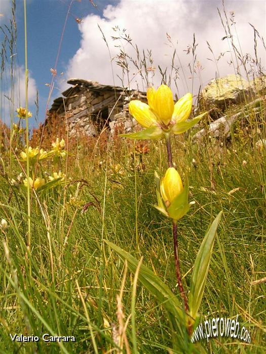 17° Cambia fiore.jpg
